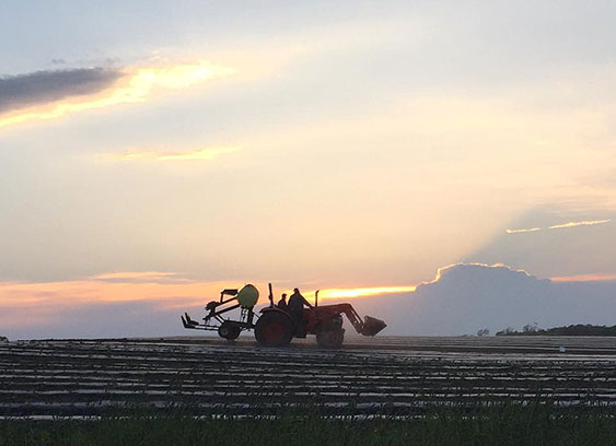 tractor in field at sunset