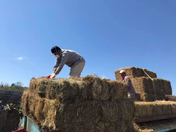 spreading hay