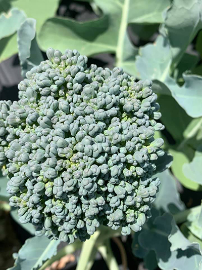 small broccoli head