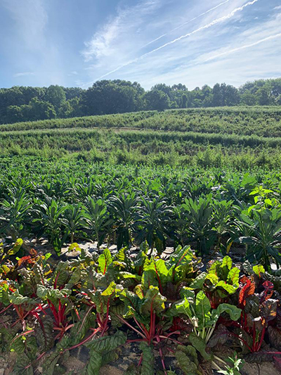 field of greens produce