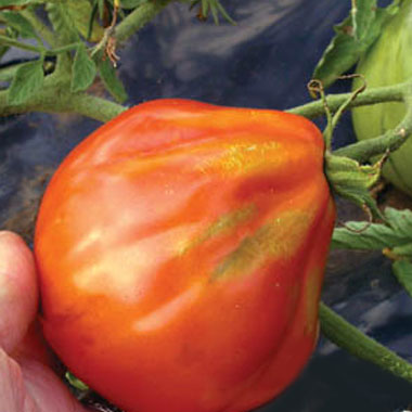 riviera tomato