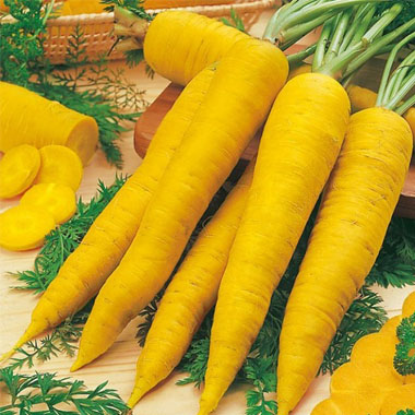 white root vegetable looks like a carrot