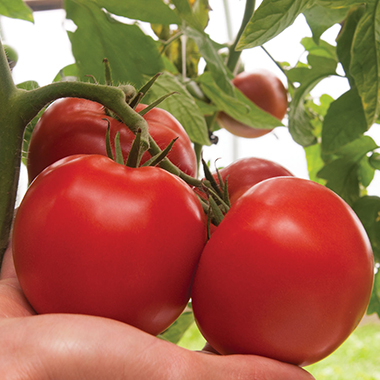 Tomatoes - Slicers - Better Place Farm